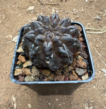 Neoporteria occulta cactus usato Neoporteria occulta cactus usato  Menfi