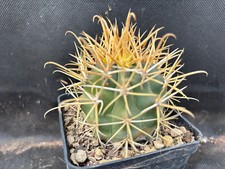 Ferocactus chrysacanthus cactu usato  Massafra