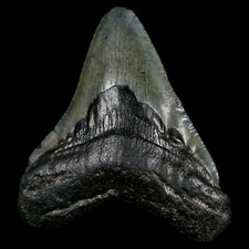 2.6 quality megalodon d'occasion  Expédié en Belgium