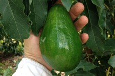 Seeds holiday avocado for sale  Spring City