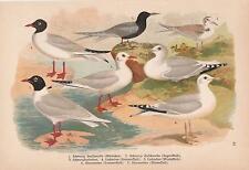 Seeschwalbe schwarzkopfmöwe l gebraucht kaufen  Kassel