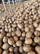 Noci del pollino usato  Corigliano Rossano