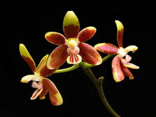 Phalaenopsis fuscata blooming for sale  Shreveport