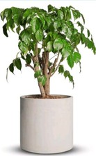 Vasos de planta de cimento mozing interno 12 polegadas vaso de concreto para plantio (cinza), usado comprar usado  Enviando para Brazil