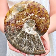 Caracola de pulido natural rara y rara muestra mineral fósil de 4,34 lb segunda mano  Embacar hacia Mexico
