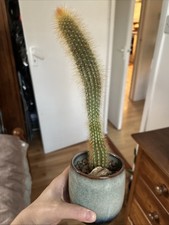 Unknown type cactus for sale  LONDON