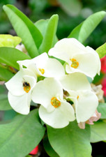 Crown thorns white for sale  Los Angeles
