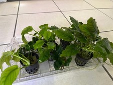 Anubias live freshwater d'occasion  Expédié en Belgium