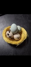Uova feconde fertili usato  Collegno