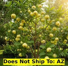Thai guava tree for sale  Miami