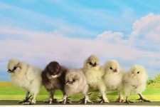 Usa silkie eggs for sale  LINCOLN