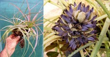 Aechmea longifolia bromeliacea d'occasion  Fumel