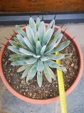 Agave macroacantha marginata usato  Vetralla