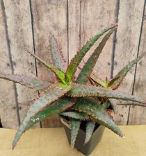 Aloe dracula blood for sale  Louisville