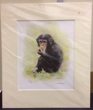 Mandy shepherd chimp for sale  CHELMSFORD