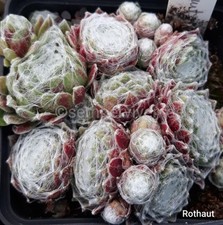 Sempervivum rothaut sempervive gebraucht kaufen  Mettenheim