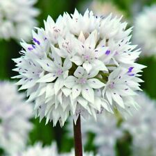 Allium amplectens graceful for sale  LONDON