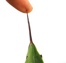 Agave bovicornuta agave usato  Napoli