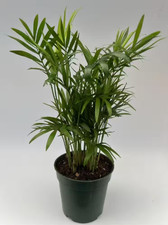 Live parlor palm for sale  Wadsworth