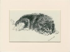 Keeshond old 1930 for sale Keeshond old 1930 for sale  COLEFORD