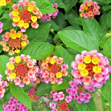 shrubs groundcovers plants for sale  Gastonia