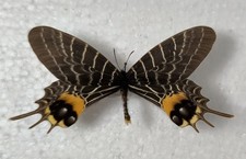 Insekten gebraucht kaufen  Elsoff, Rehe, Oberroßbach