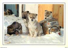 Animals dogs husky d'occasion  Expédié en Belgium