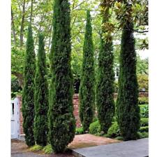 Italian cypress live for sale  Pelzer