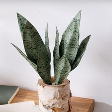 Pianta serpente artificiale usato  Spedire a Italy