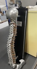 Chiropractic fleets spinal for sale  Corinth