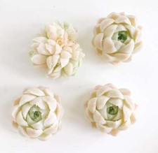 Echeveria white elegans for sale  West Boylston