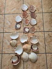 Jakobsmuscheln muscheldeckel n gebraucht kaufen  Frankfurt am Main