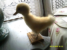 Poussin jaune canard d'occasion  Loches