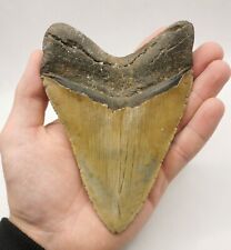Megalodon haizahn kantenlänge gebraucht kaufen  Puchheim