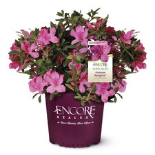 Autumn sangria azalea for sale  Sparrows Point