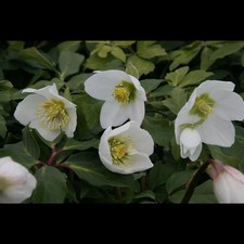 Helleborus niger praecox gebraucht kaufen  Deutschland