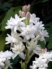 Tuberose small bulbs for sale  Anaheim
