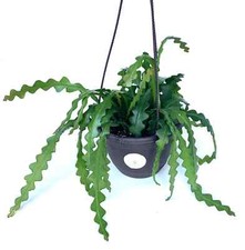 Large fishbone cactus for sale  Castaic
