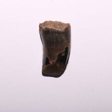 Tiranossauro Rex Tooth from Hell Creek Formation Cretáceo - 66 milhões de anos comprar usado  Enviando para Brazil