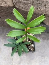 Encephalartos horridus woodii for sale  San Diego