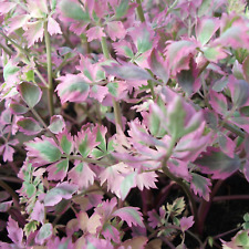 Pink flamingo oenanthe for sale  BUCKFASTLEIGH