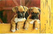 Animaux chiens bullmastiff d'occasion  Fruges