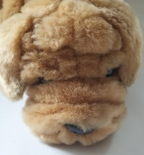 Cute shar pei for sale  WAKEFIELD