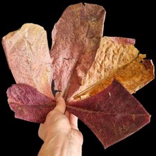 Indian almond leaves for sale  ORMSKIRK
