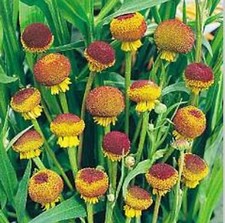 Helenium pub. autumn for sale  UK