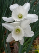 Miniature white daffodils for sale  PRESTON
