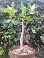 Bursera crenata for sale  Shipping to United Kingdom