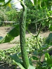 pepino in vendita usato pepino in vendita usato Reggio Calabria