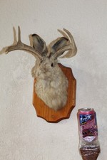 jackalope mount for sale jackalope mount for sale Brandon