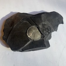 Pyrite sun original for sale  Old Lyme